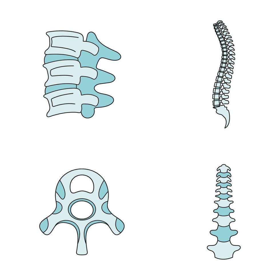 Spine orthopedic vertebra icons set vector color