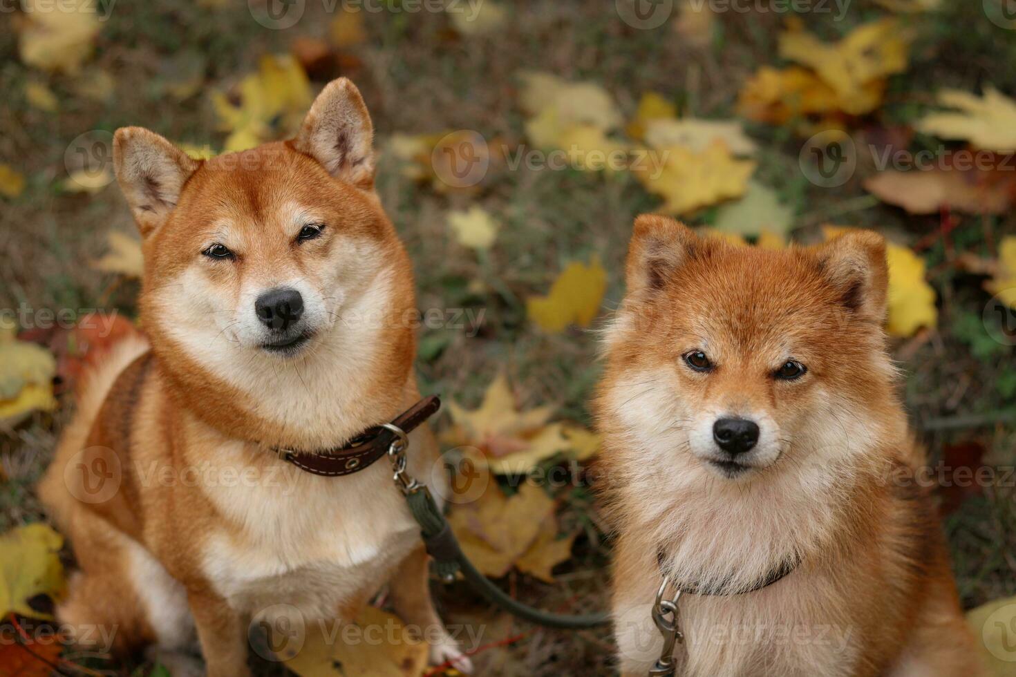 Dogs of the Japanese breed Shiba Inu in the autumn park. Portrait of two dogs photo