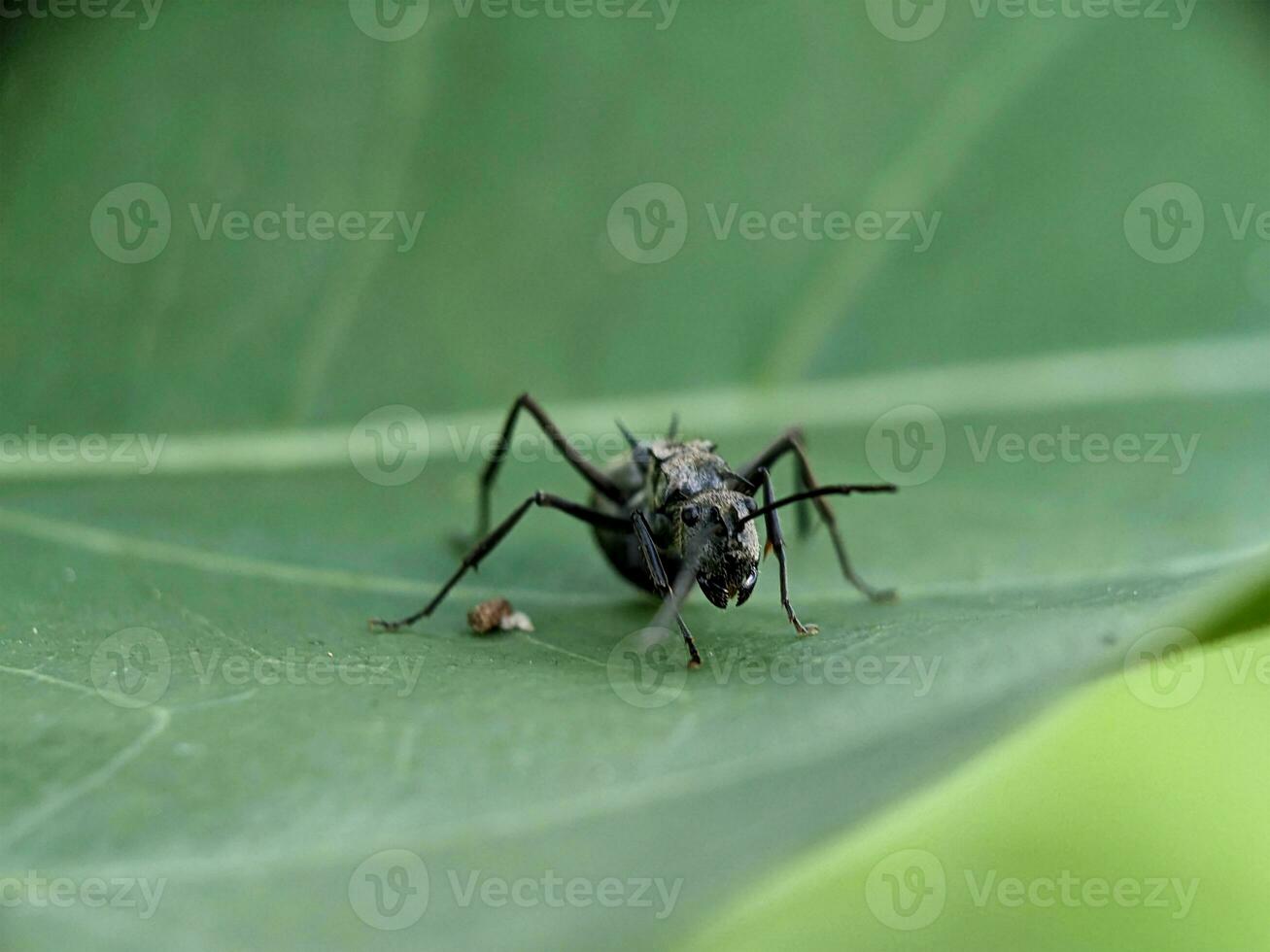 Ant Macro Photography photo