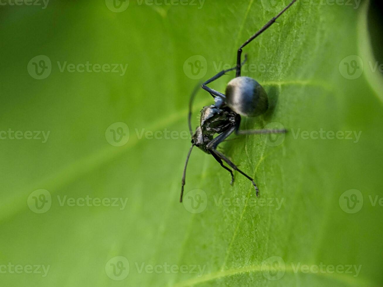 Ant Macro Photography photo