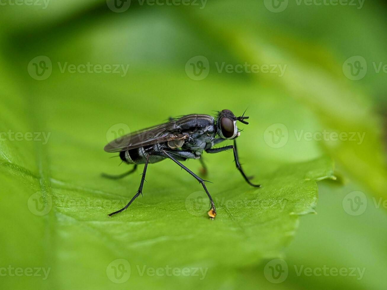 House Fly Macro Photography photo