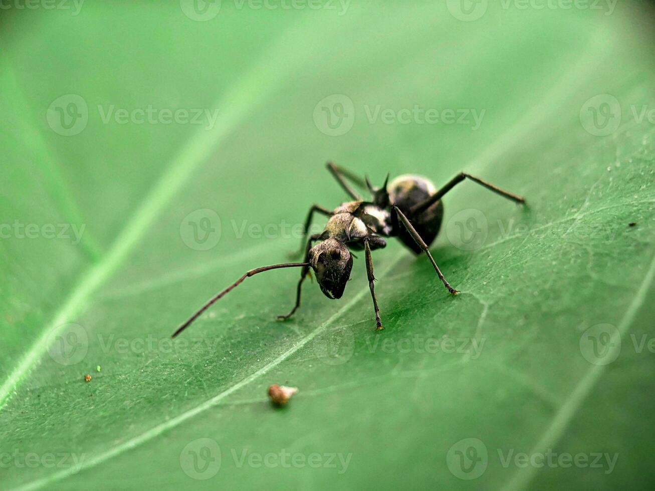 Ant Macro Photography photo