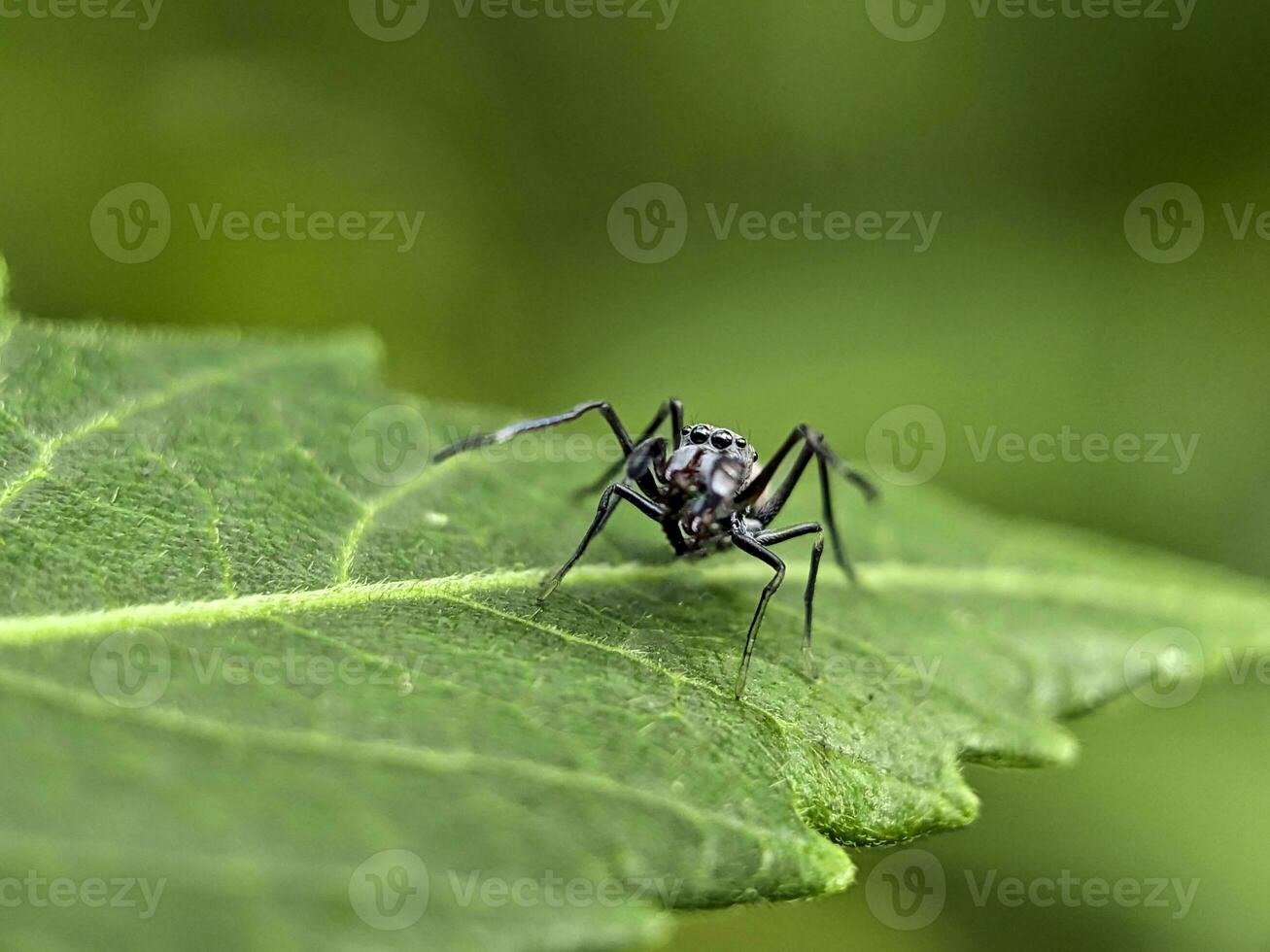 hormiga macro fotografía foto