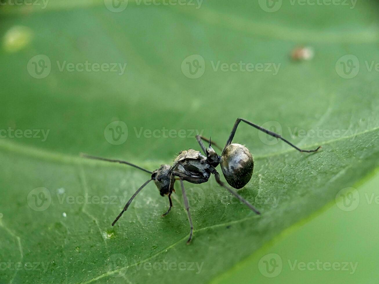 Ant Macro Photography photo