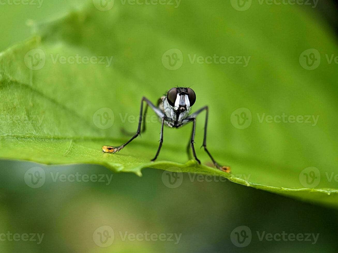 House Fly Macro Photography photo