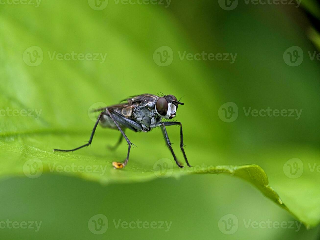 casa mosca macro fotografía foto