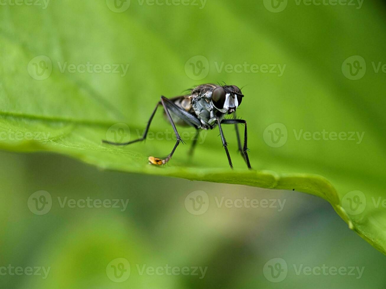 casa mosca macro fotografía foto