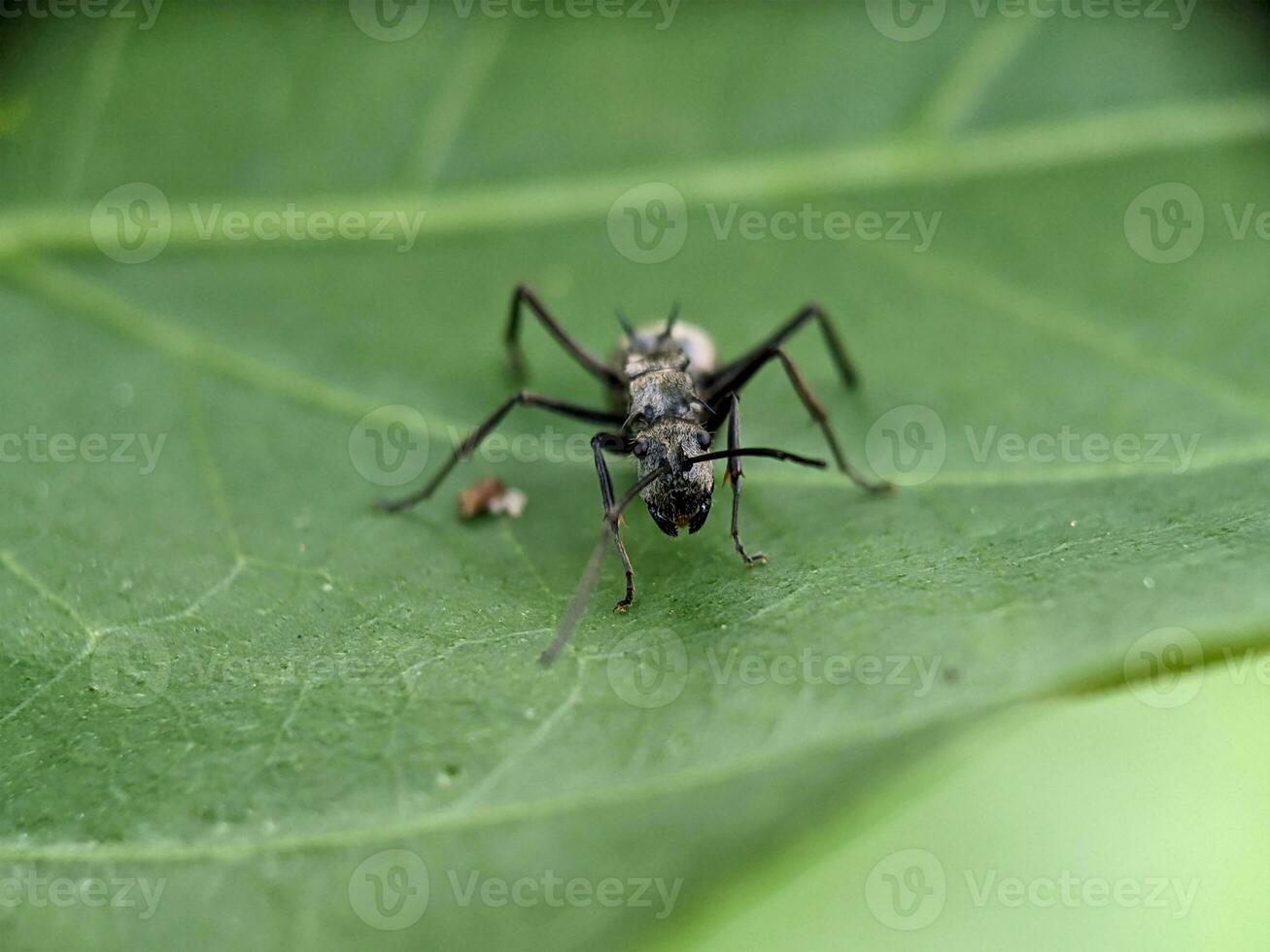 Ant Macro Photography photo