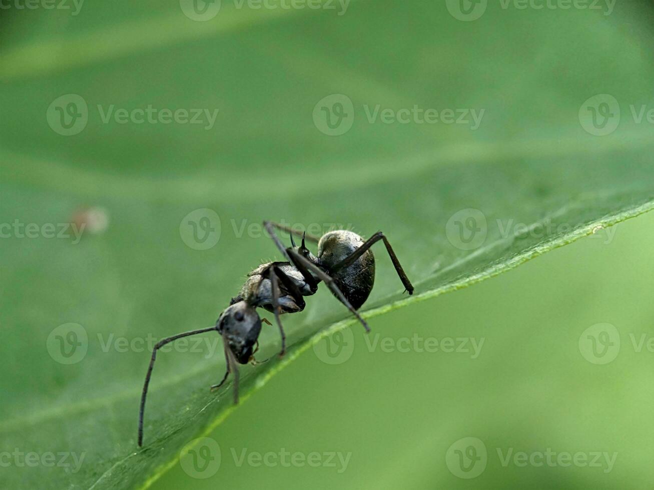 Ant Macro Photography photo