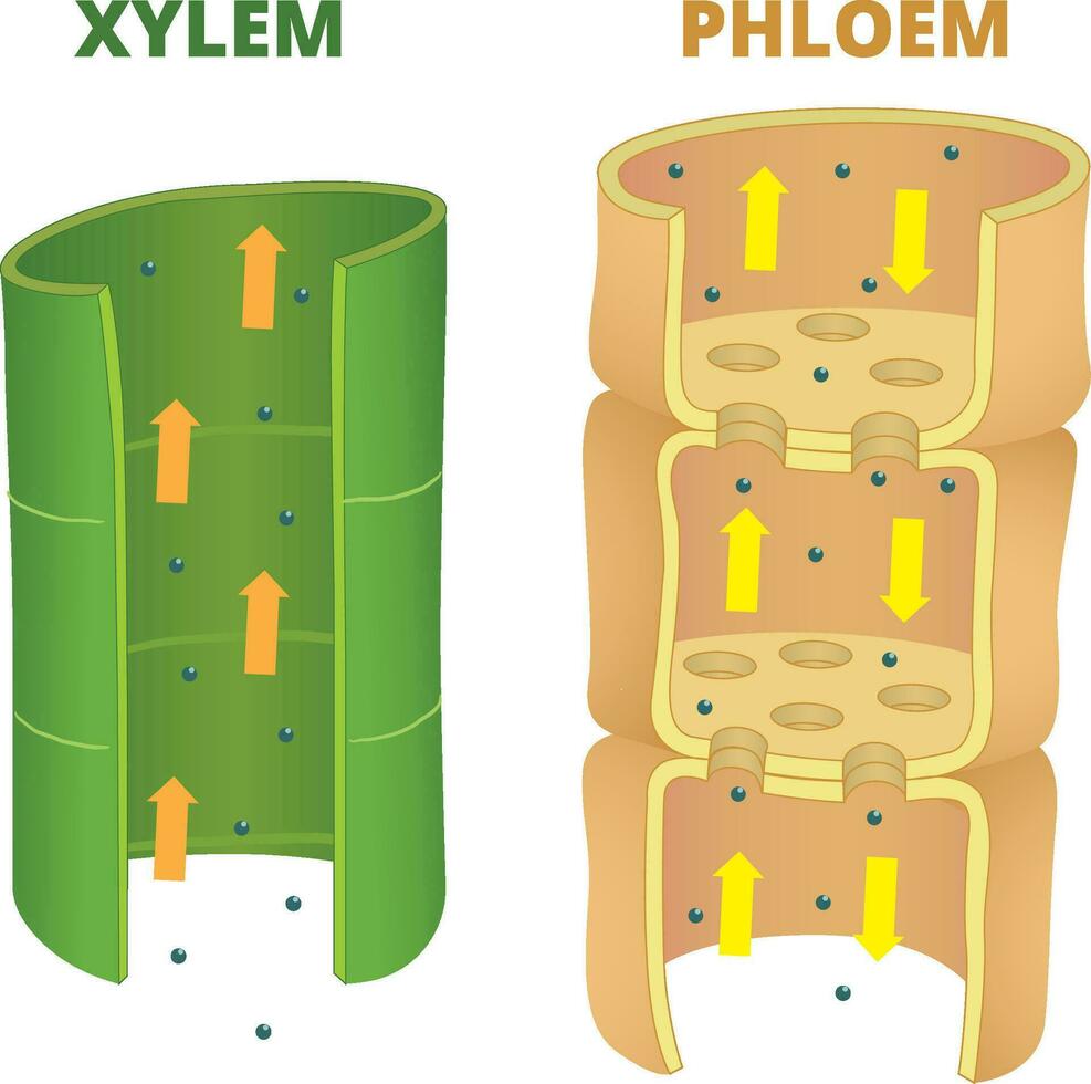 diferencias de xilema y líber ilustración vector