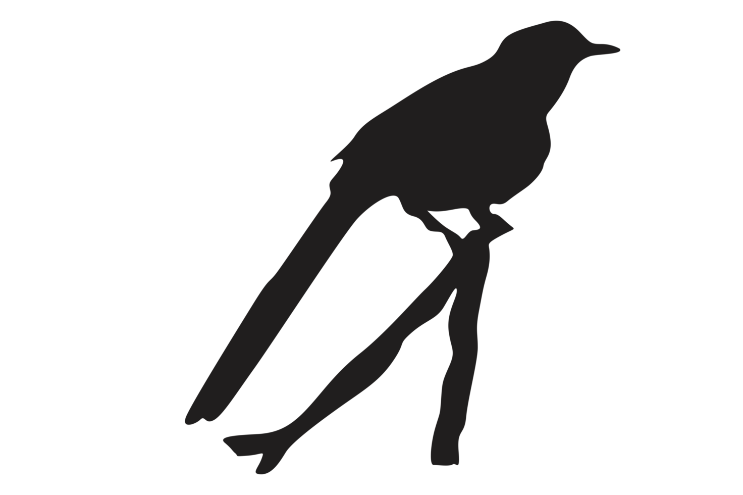 pose of a bird perched on a twig silhouette with a transparent background png