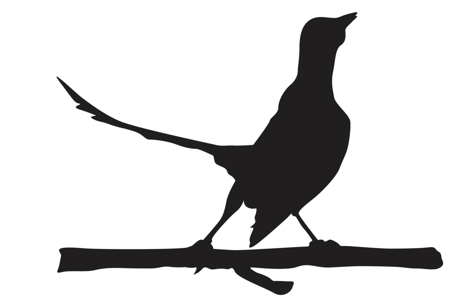 pose of a bird perched on a twig silhouette with a transparent background png