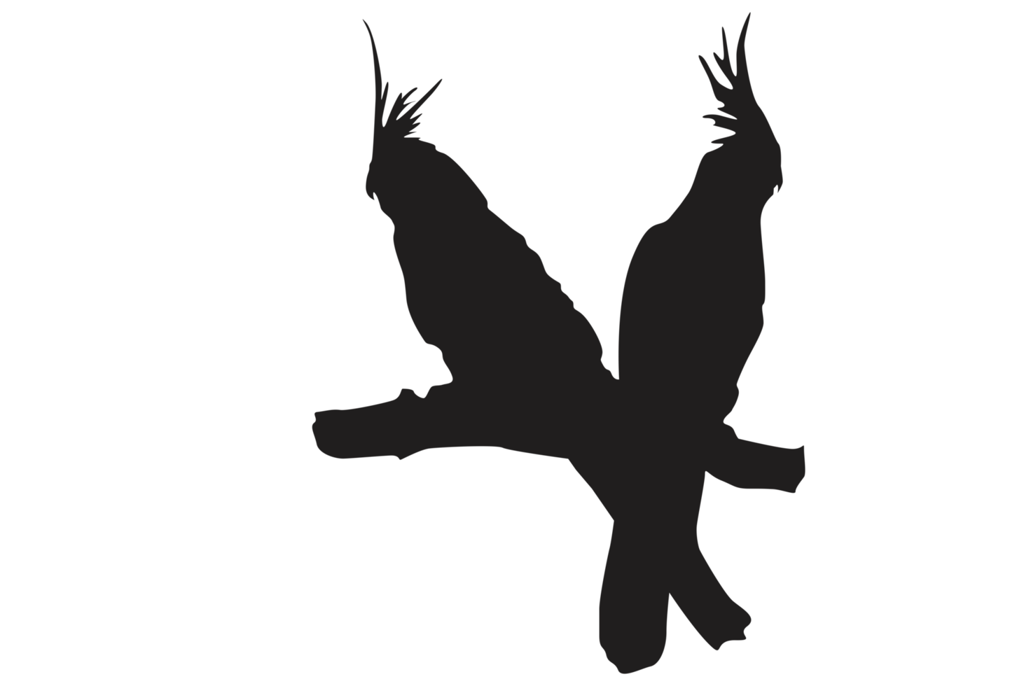 pose of a bird perched on a twig silhouette with a transparent background png
