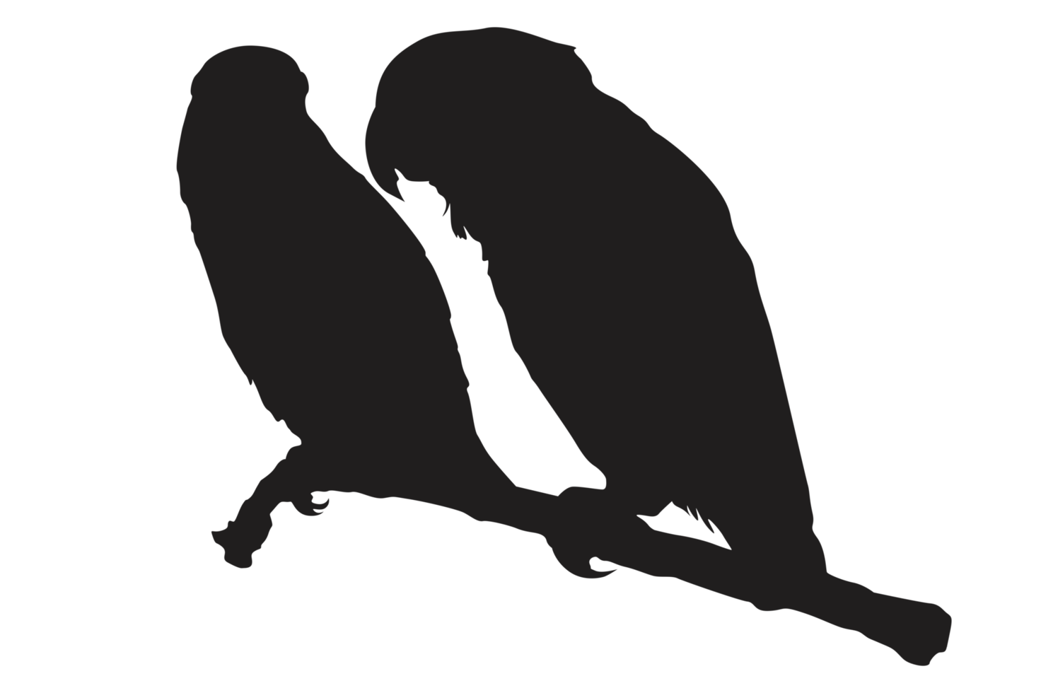 pose of a bird perched on a twig silhouette with a transparent background png