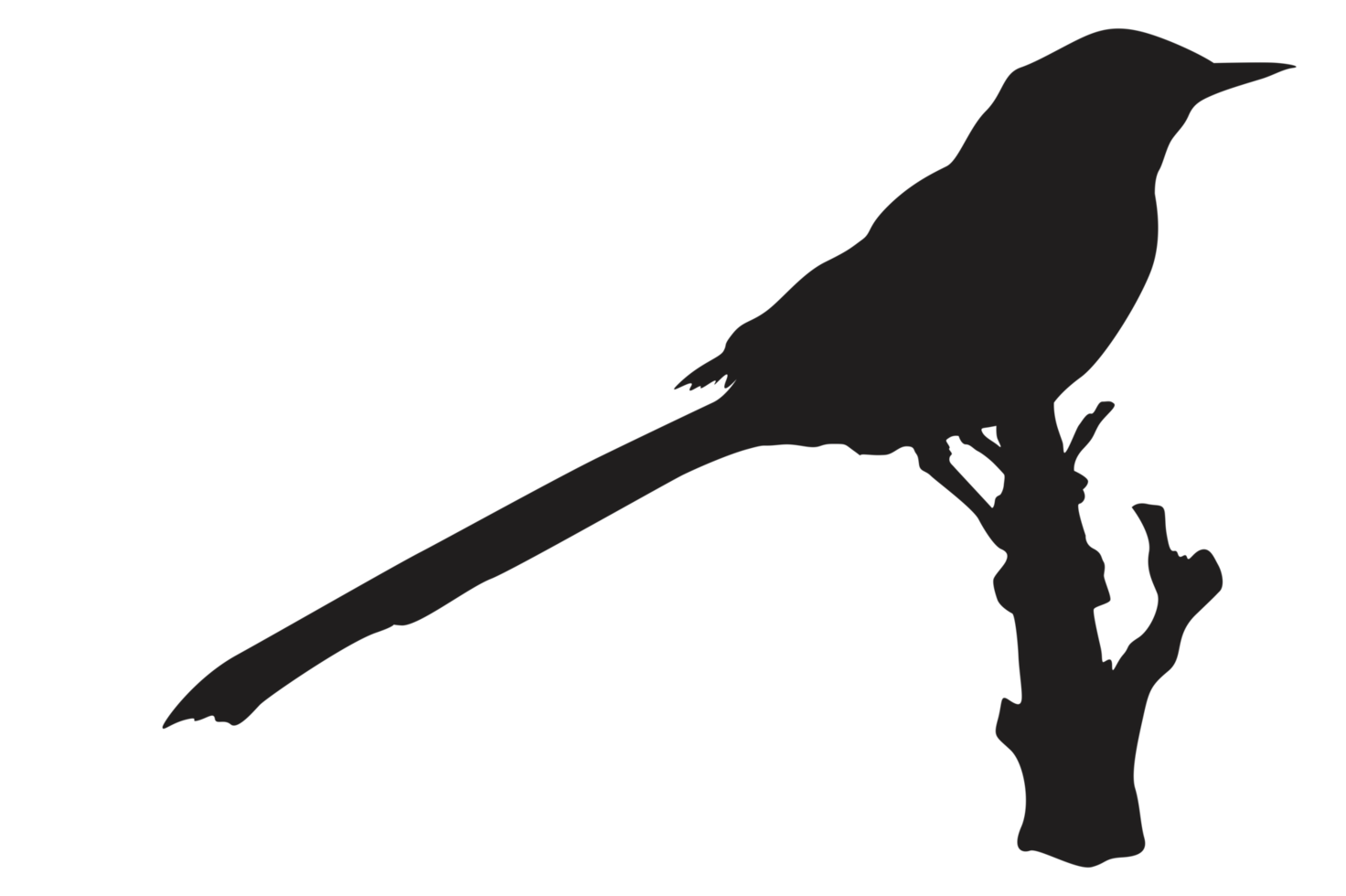 pose of a bird perched on a twig silhouette with a transparent background png