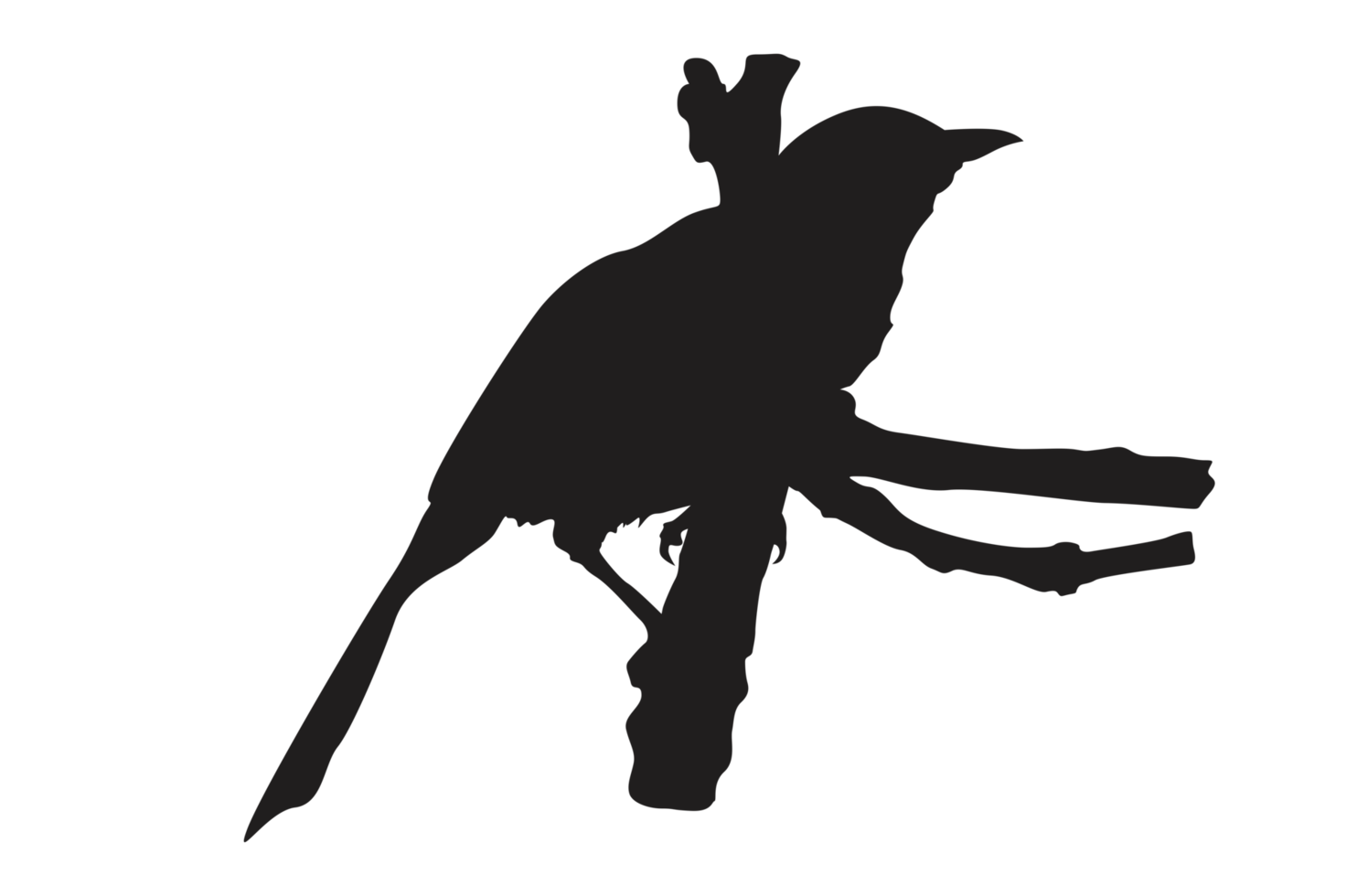 pose of a bird perched on a twig silhouette with a transparent background png