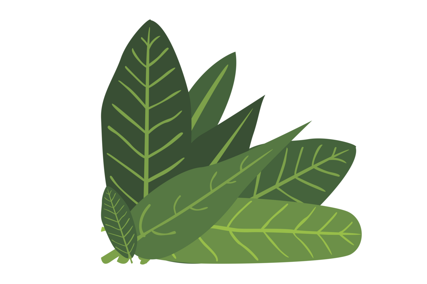Flora Ornament Border With Design With Transparent Background png