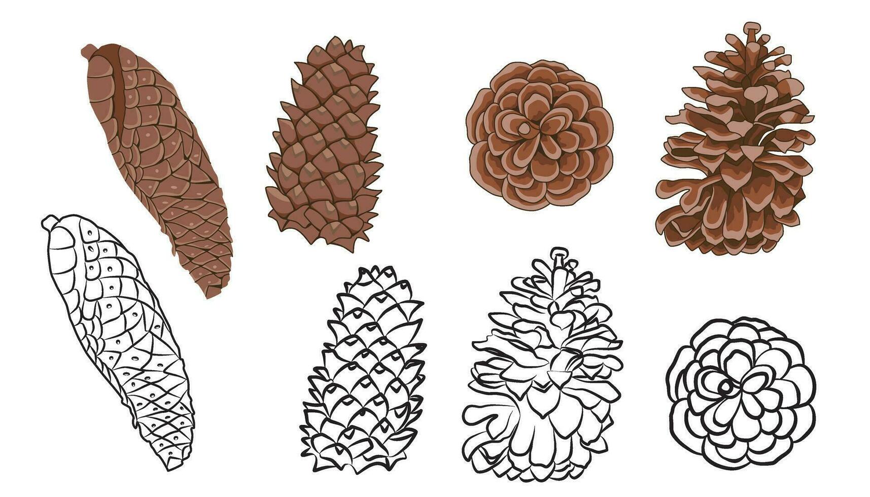 A collection of pinecone illustrations, including hand-drawn black and white line art. vector