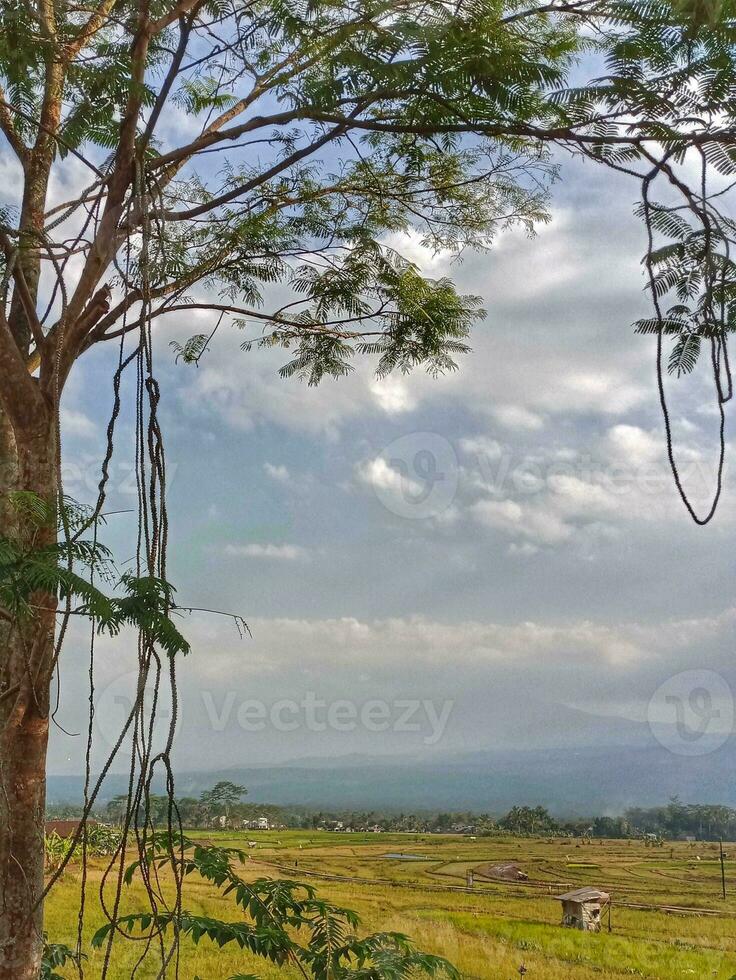 Hanging tree roots show their age against the backdrop of clouds and rice fields photo
