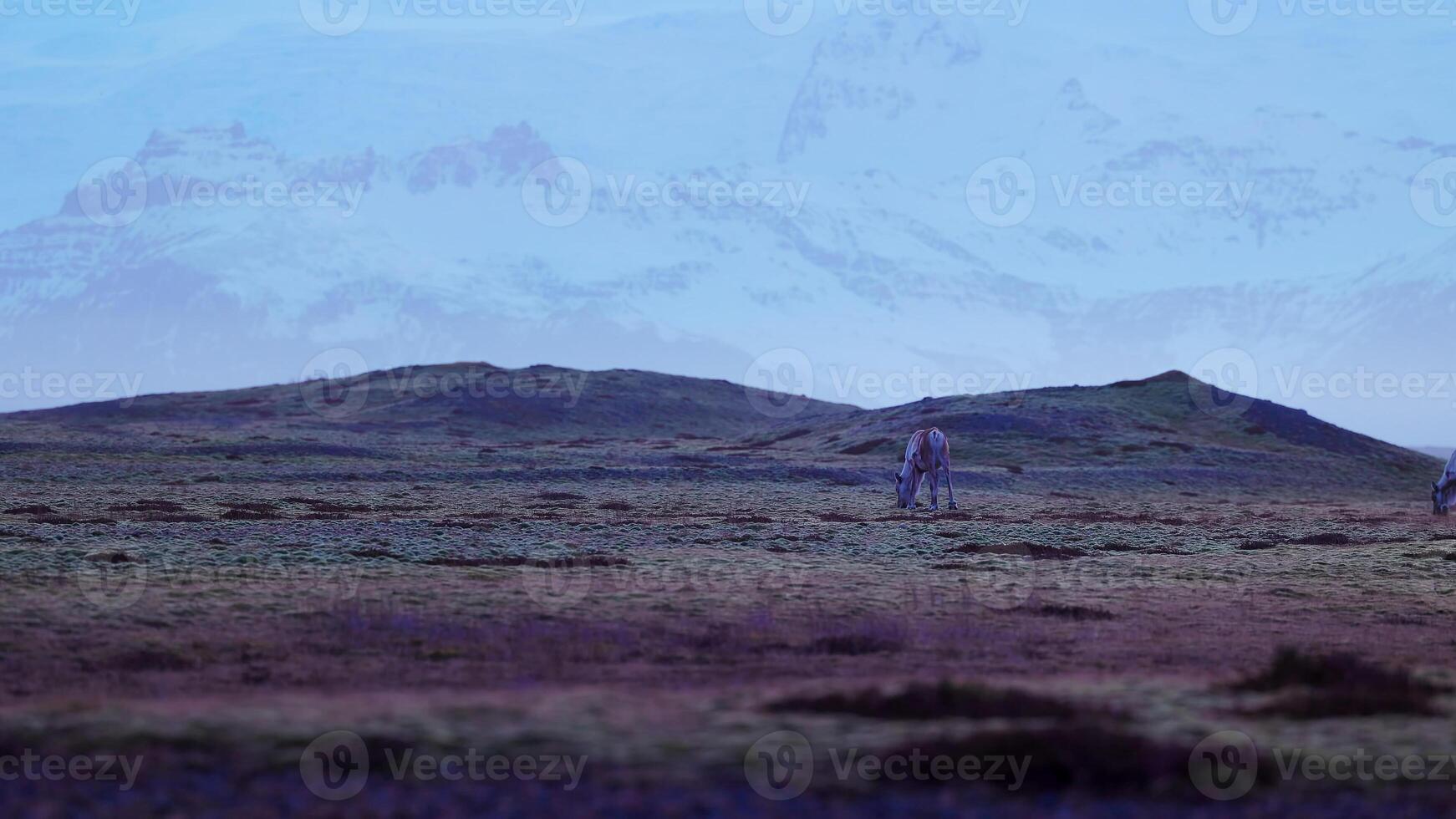 Beautiful mooses walking on fields in iceland, countryside nordic scenery with snowy mountains. Artic wildlife in scandinavian panoramic landscape, icelandic animals in nature. Handheld shot. photo