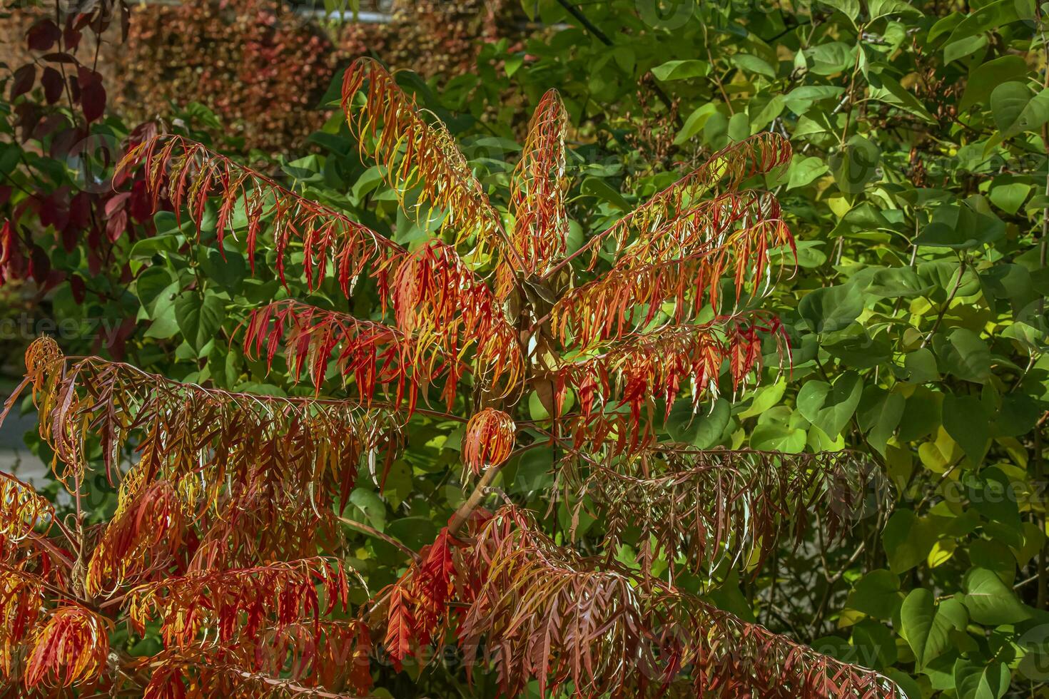 Rhus typhina in October. Yellow Red leaves of staghorn sumac. Rhus typhina is a species of flowering plants in the Anacardiaceae family. photo