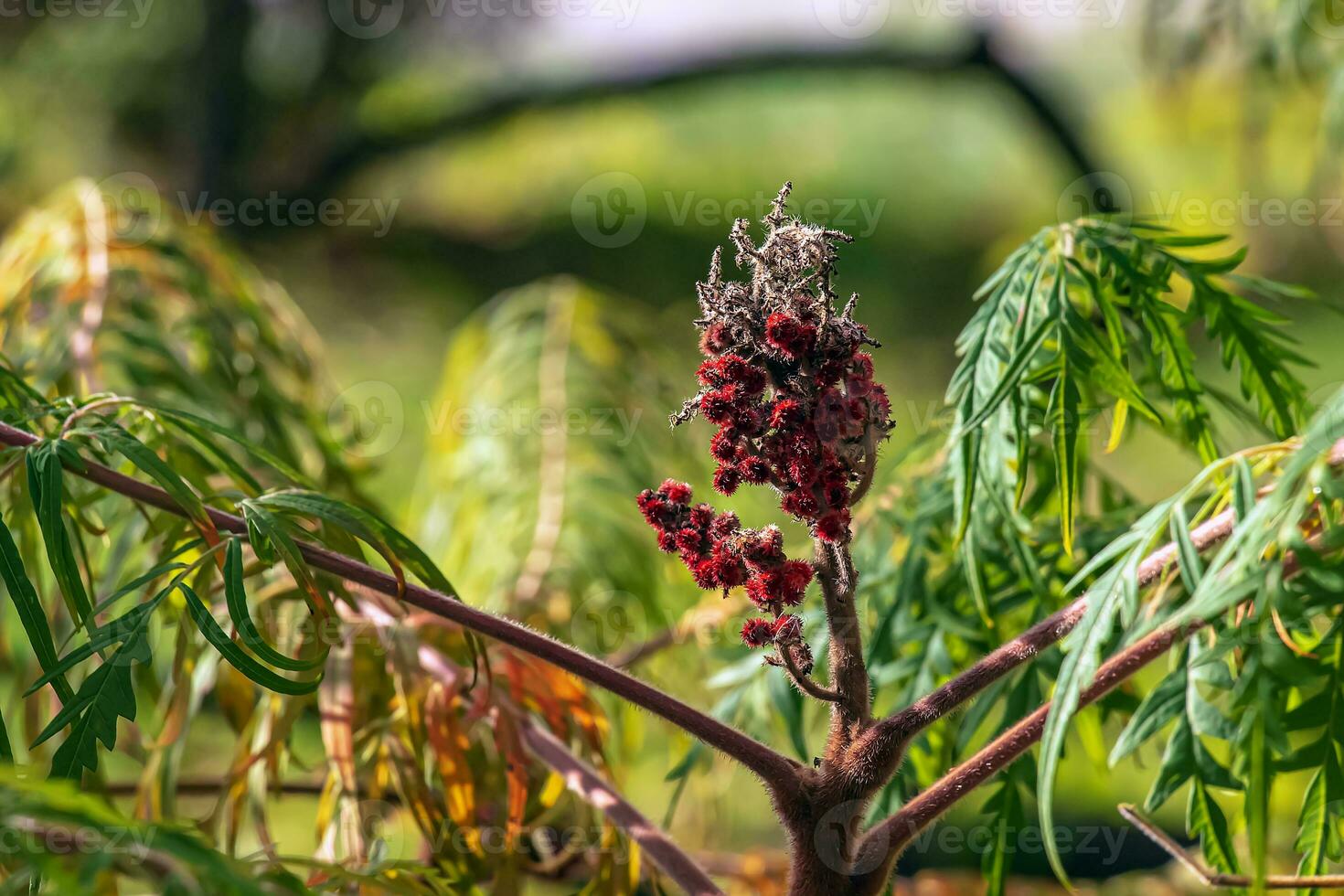 Rhus typhina in October. Yellow Red leaves of staghorn sumac. Rhus typhina is a species of flowering plants in the Anacardiaceae family. photo