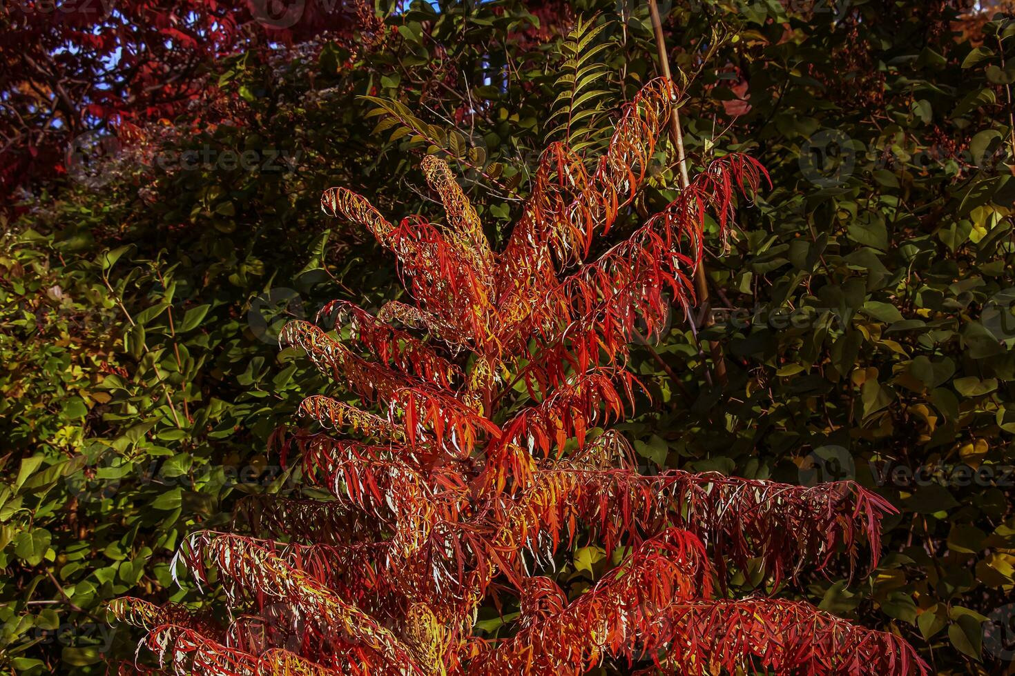 Rhus typhina in October. Yellow Red leaves of staghorn sumac. Rhus typhina is a species of flowering plants in the Anacardiaceae family. photo