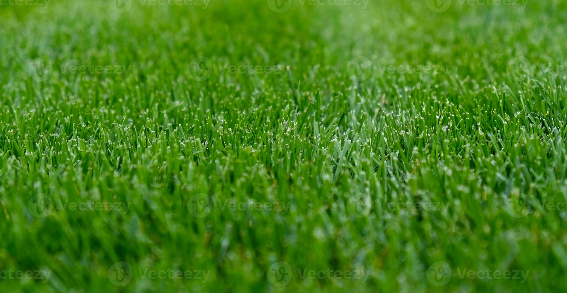 Close-up green grass, natural greenery texture of lawn garden. Stripes after mowing lawn court. Lawn for training football pitch, Golf Courses. photo