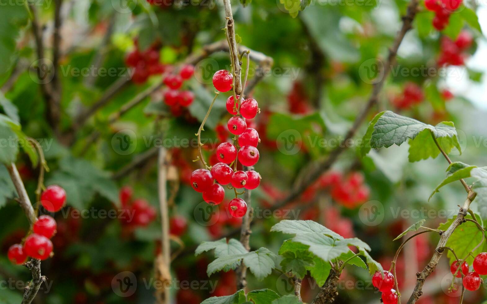 Clusters of ripe red currants hang on a bush. Healthy food concept. Growing plants and berries in the garden. The berries of red currant as a nutrition with vitamins for vegan. photo