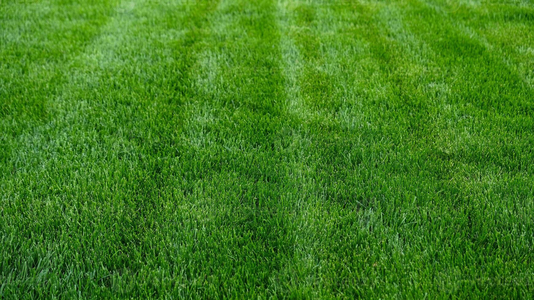 Close-up green grass, natural greenery texture of lawn garden. Stripes after mowing lawn court. Lawn for training football pitch, Golf Courses. photo