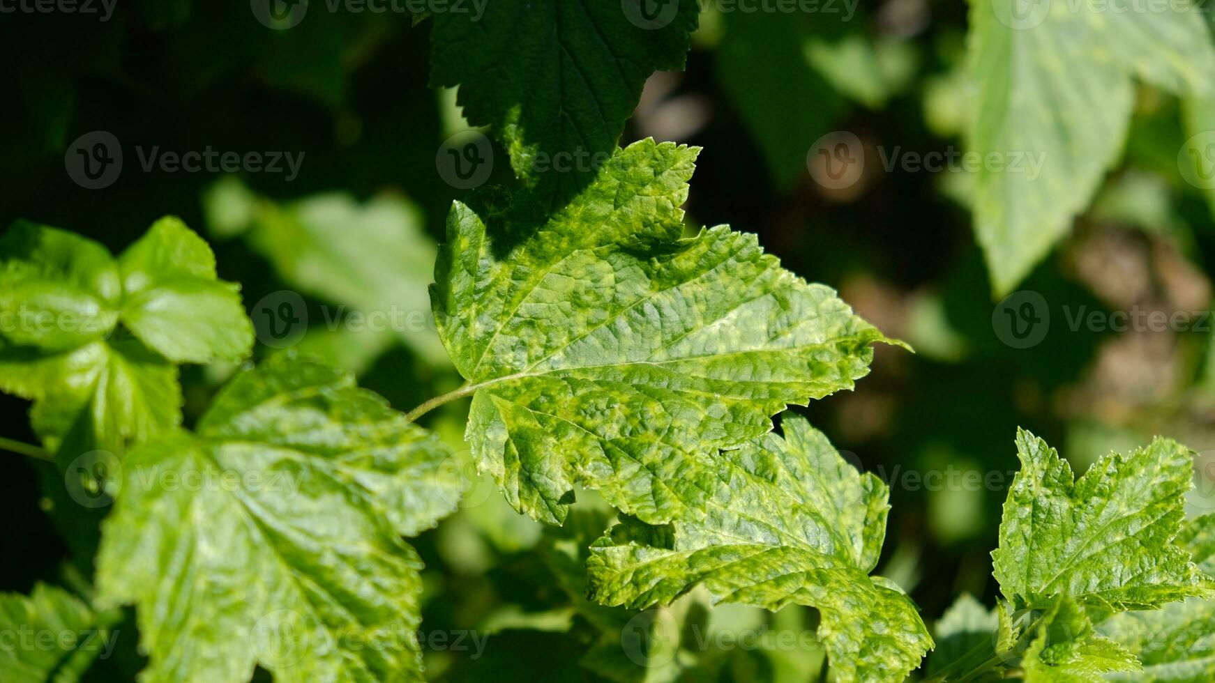 Currant leaves damaged by fungal diseases or insect pests. Deficiency or excess of elements and microelements of plant nutrition, disease. photo