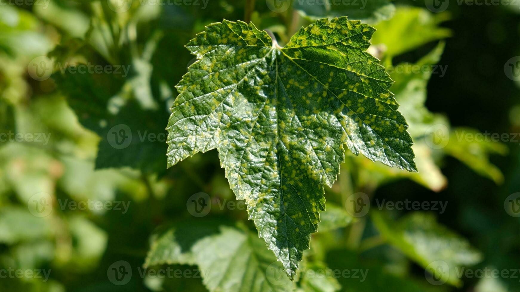 Currant leaves damaged by fungal diseases or insect pests. Deficiency or excess of elements and microelements of plant nutrition, disease. photo