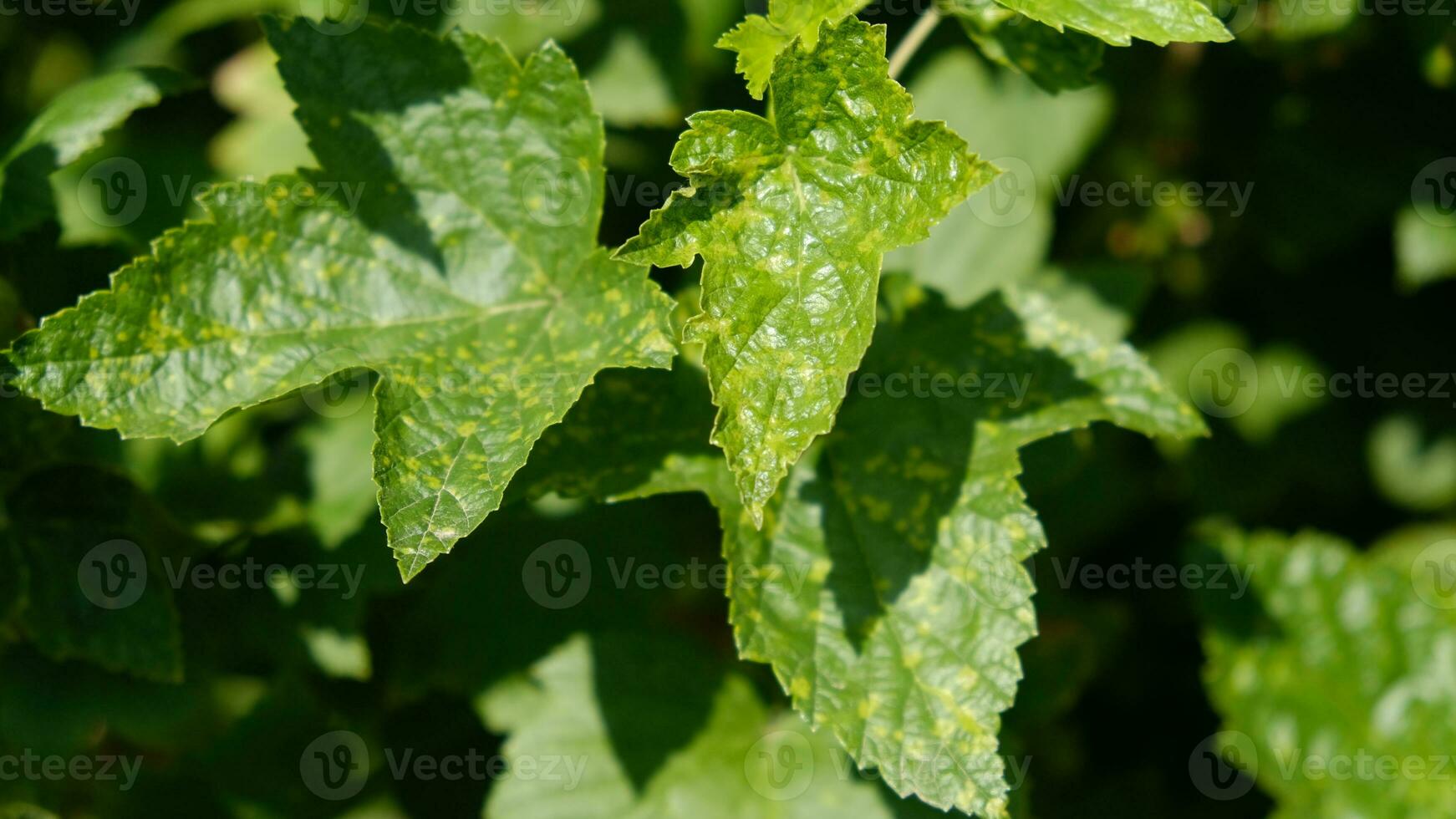 Currant leaves damaged by fungal diseases or insect pests. Deficiency or excess of elements and microelements of plant nutrition, disease. photo