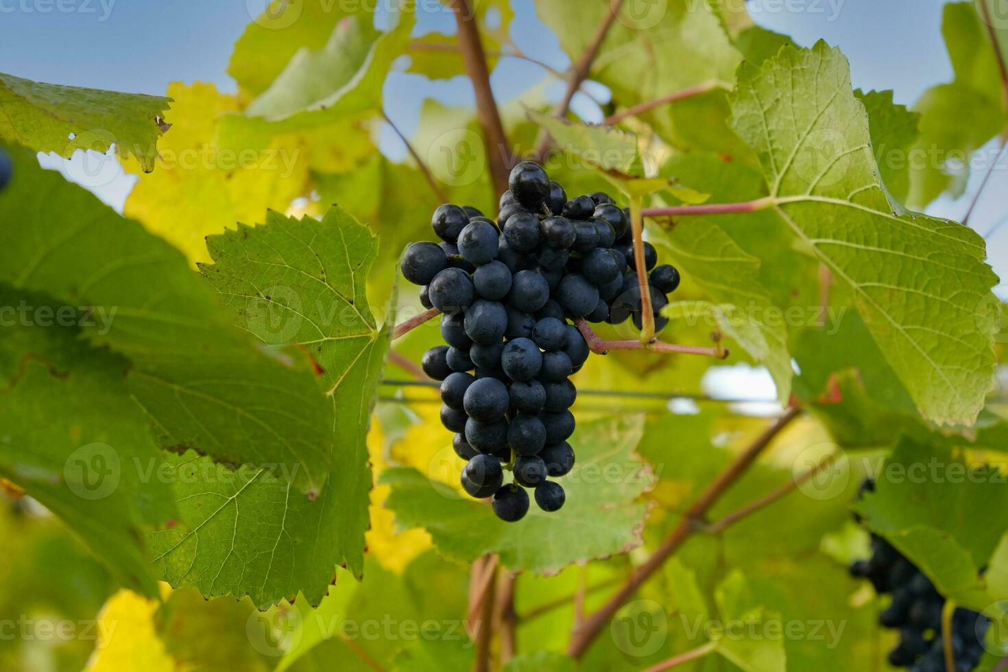 Clusters of ripe blue grapes on green and yellow autumn leaves of vineyard. Autumn grapes harvest in vineyard. Wine making concept. photo