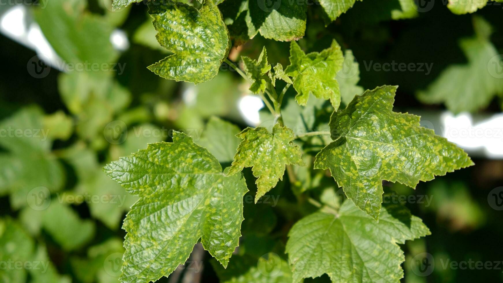 Currant leaves damaged by fungal diseases or insect pests. Deficiency or excess of elements and microelements of plant nutrition, disease. photo
