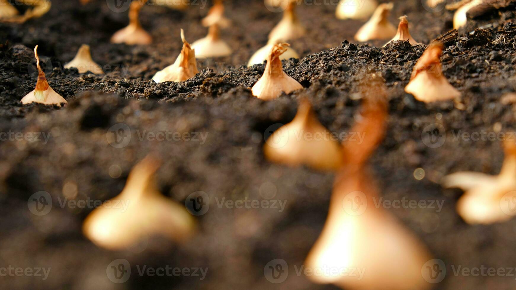 Close-up Onion sets for Planting in fresh dark soil. Early spring preparations for garden season. The process of sowing onion seeds in open ground. How to Grow Onions. Onion bulbs. Selective focus. photo
