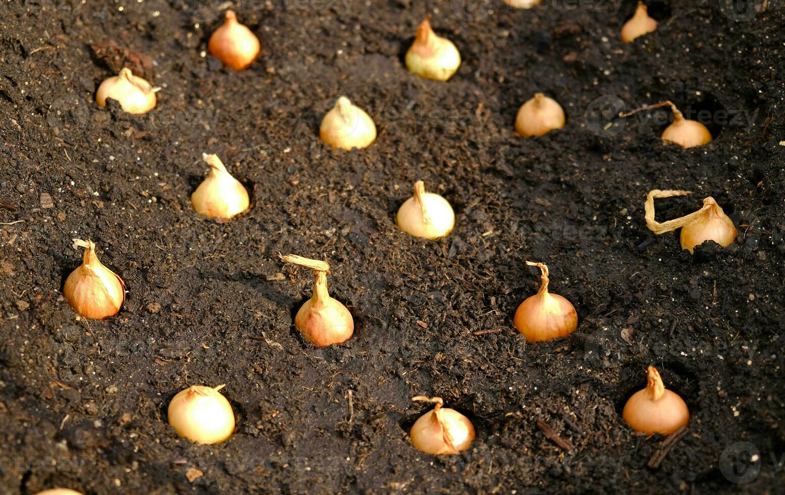 Close-up Onion sets for Planting in fresh dark soil. Early spring preparations for garden season. The process of sowing onion seeds in open ground. How to Grow Onions. Onion bulbs. Selective focus. photo