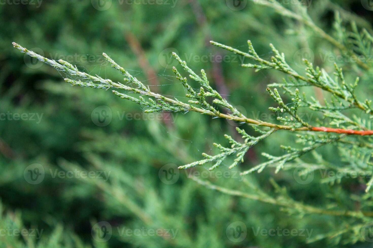 Festive Juniper Macro - Evergreen Needles, Christmas and New Year Decor, with Ample Copy Space photo