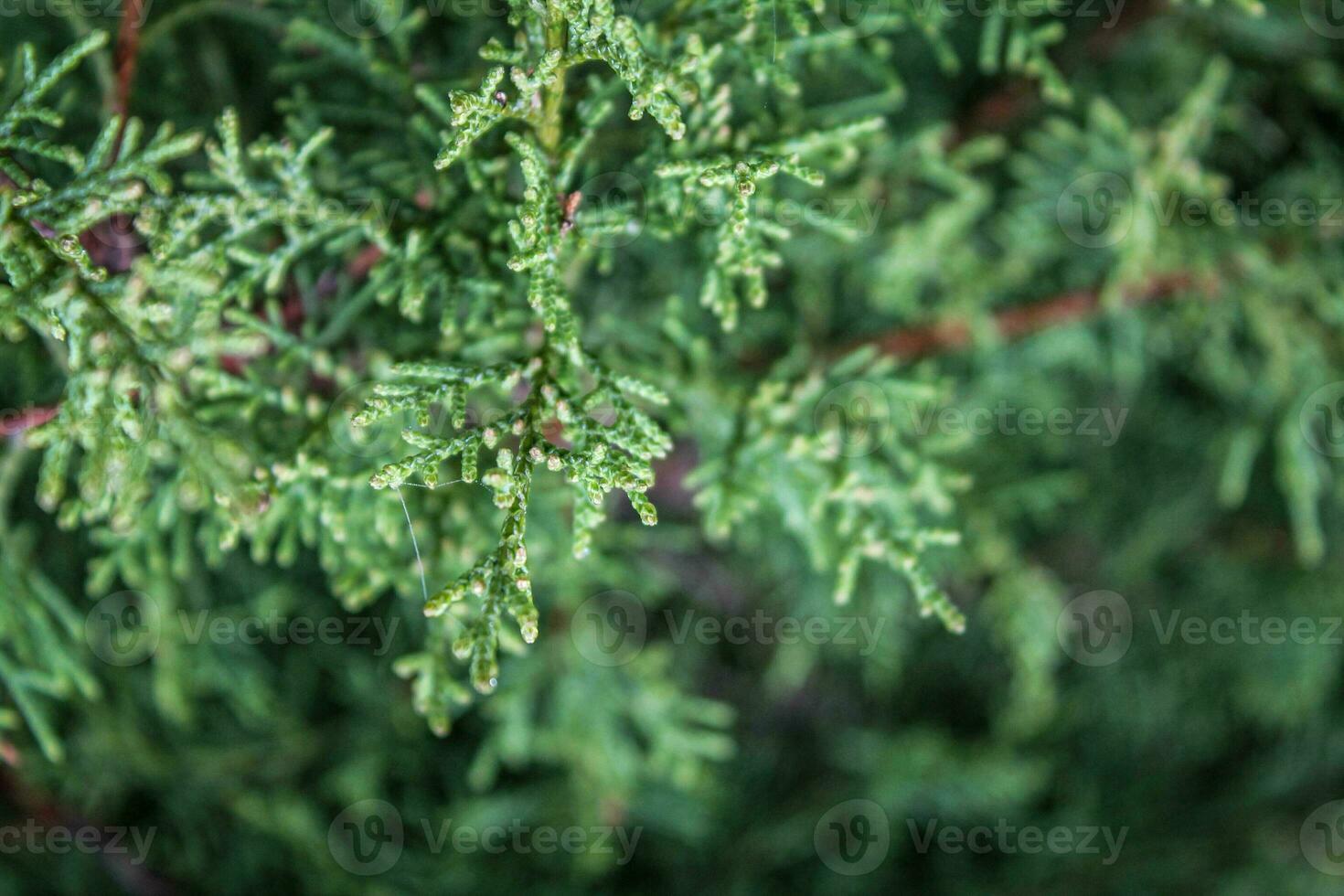 Festive Juniper Macro - Evergreen Needles, Christmas and New Year Decor, with Ample Copy Space photo