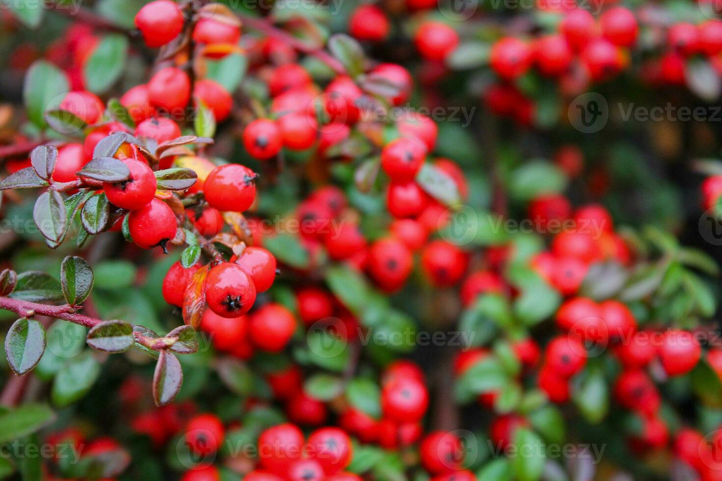 Cranberry macro, red berries, and green branches, close-up view of vibrant red cranberries on lush green twigs photo