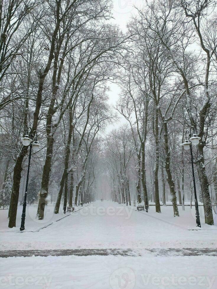 Winter's Whimsical Wonderland - Strolling Through a Snow-Covered Alley in a Picturesque Park During the Festive Season of New Year and Christmas photo