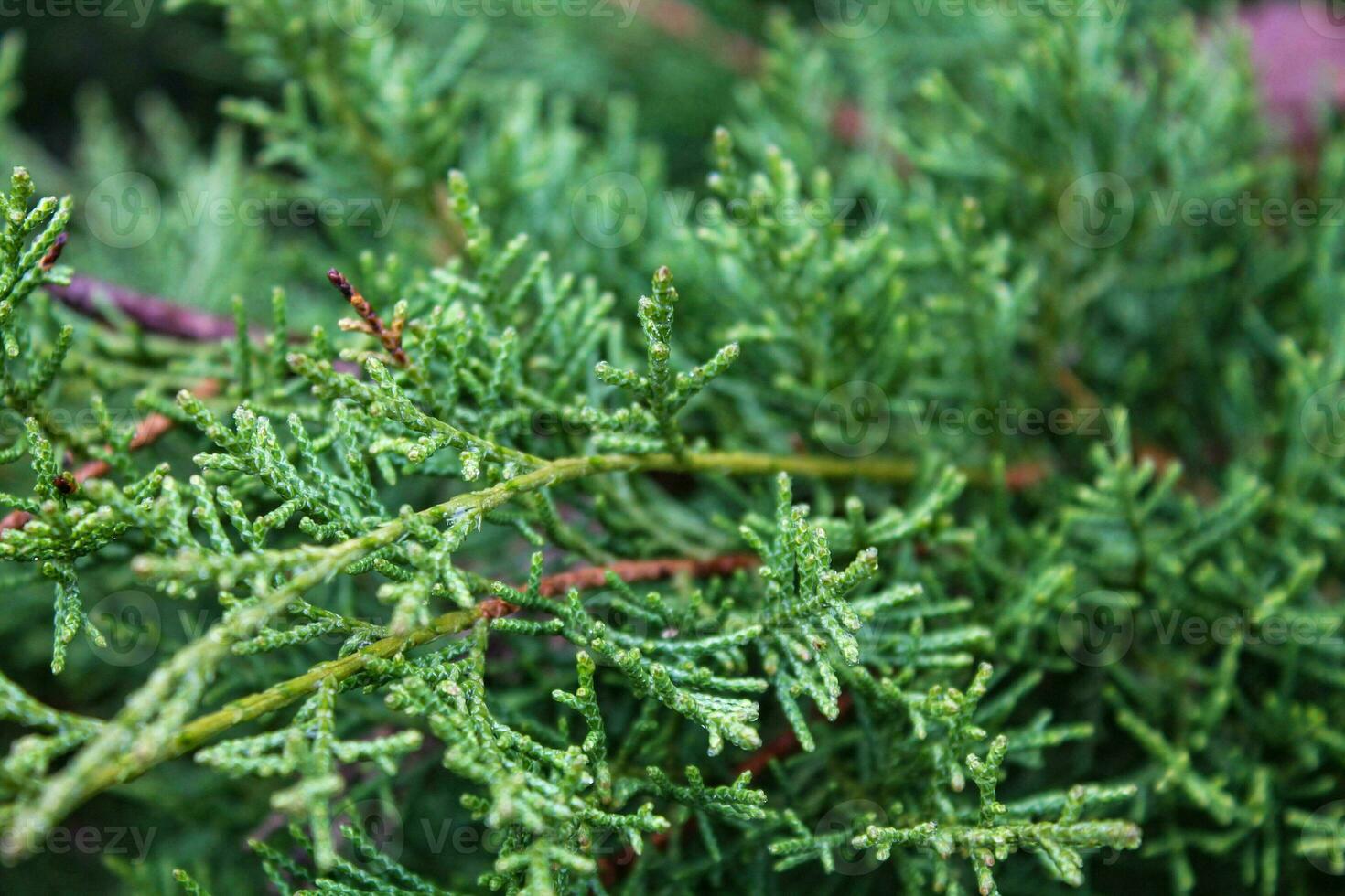 Festive Juniper Macro - Evergreen Needles, Christmas and New Year Decor, with Ample Copy Space photo