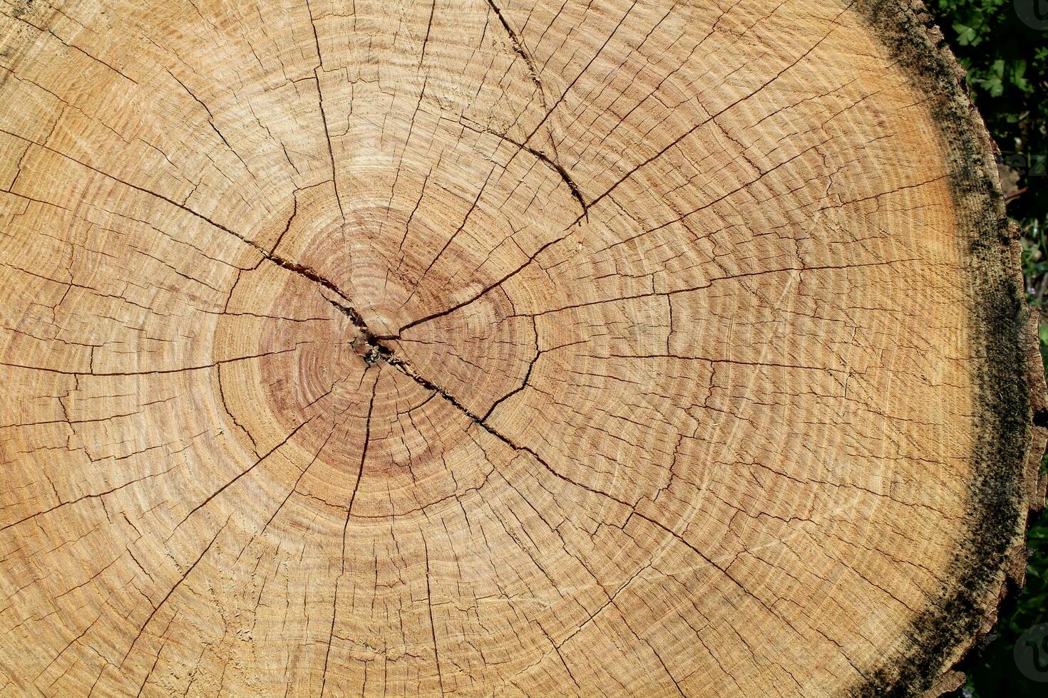 Wood board background. Texture seen in a cut surface of wood with cracks. Tree rings pattern backdrop. Copy Space photo