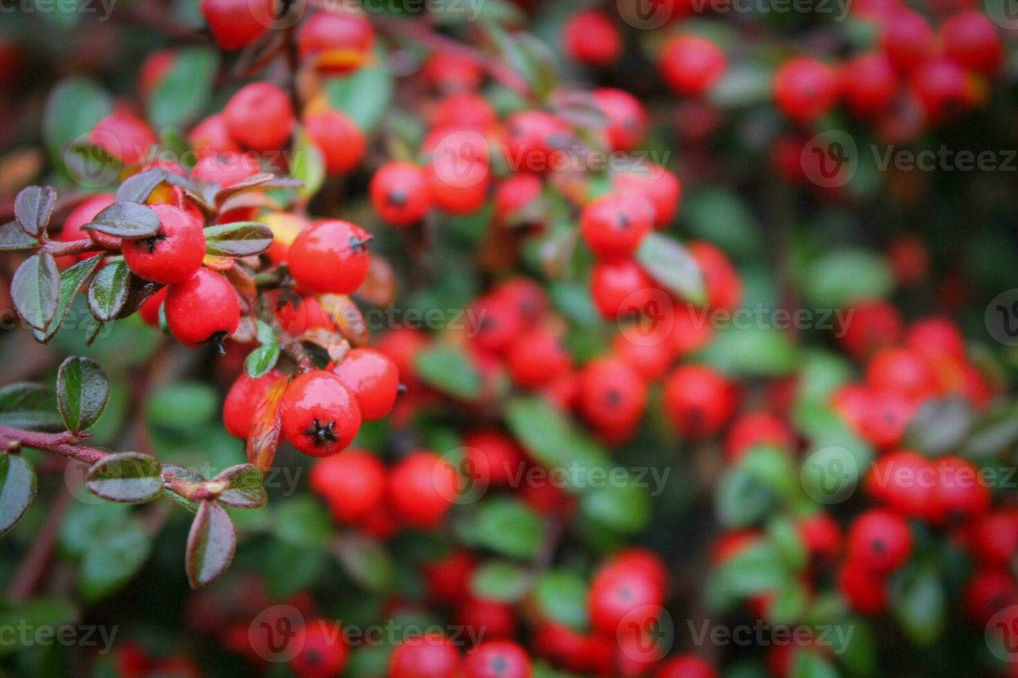 Cranberry macro, red berries, and green branches, close-up view of vibrant red cranberries on lush green twigs photo