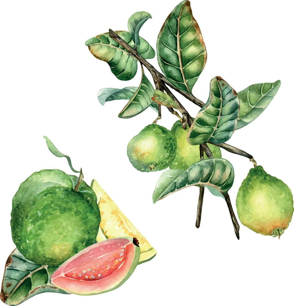 Set with branch of tree and composition of guava fruits whole watercolor illustration isolated on white. Green leaves, guajava, sliced hand drawn. Design for wrapping, packaging, label, poster. vector