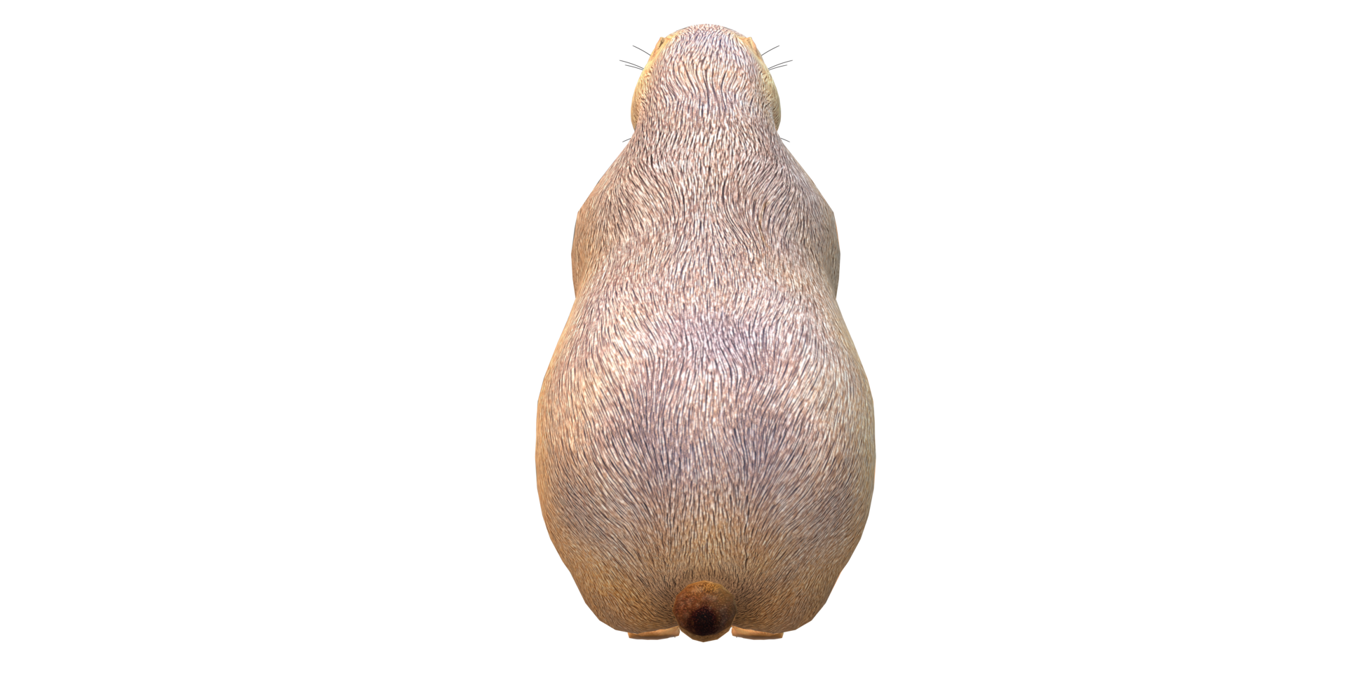 Prairie Dog isolated on a Transparent Background png