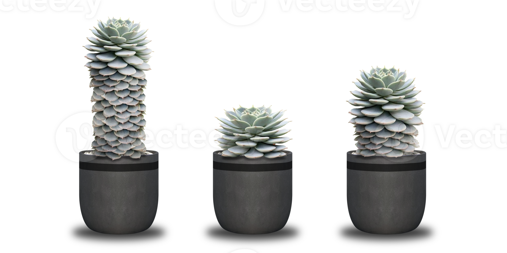 Echeveria desmetiana set png