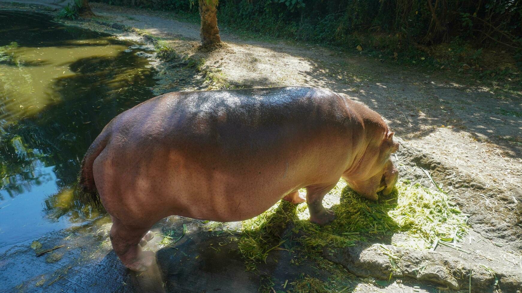 side view of a hippopotamus or water rhinoceros or Hippopotamus amphibius eating grass photo