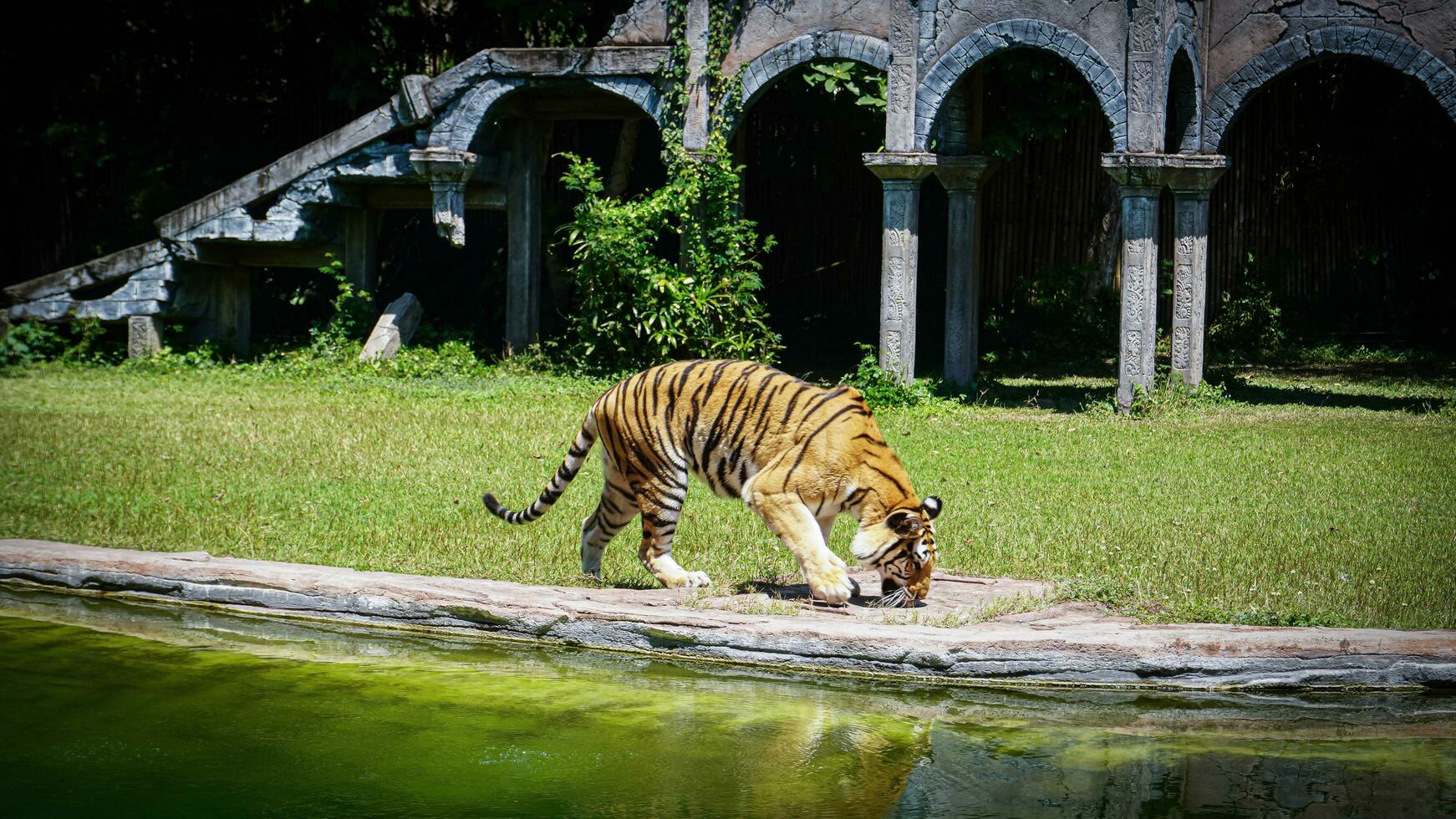 The tigers that are walking beside the pool at the Bali Zoo are aware that they are apex predators, they mainly prey on ungulates such as deer and wild boar. photo