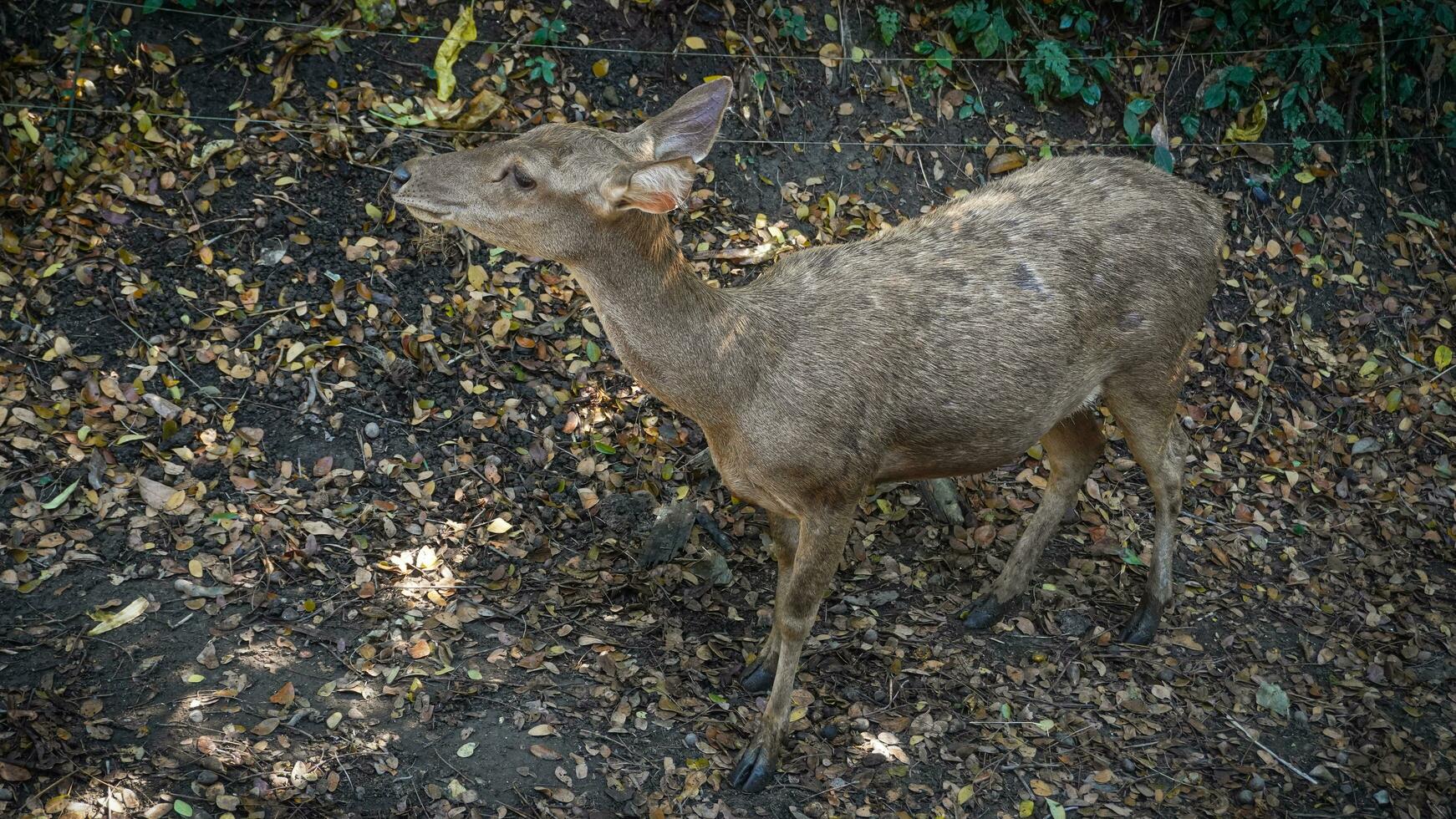 Bawean deer Endemic to Bawean Island, they don't like human presence, so they spend a lot of time in forests and steep slopes. cute and adorable little brown deer photo